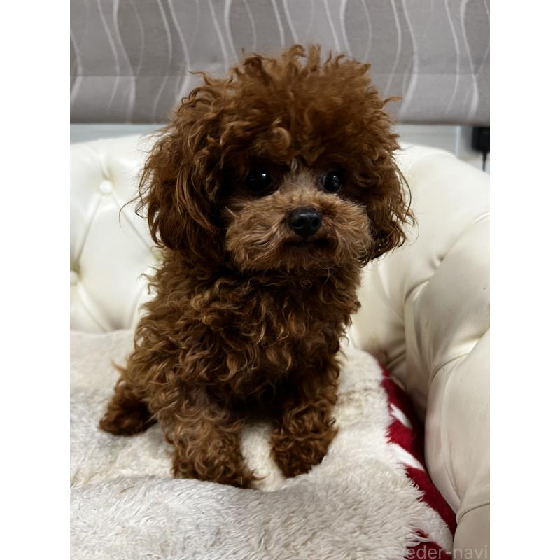 販売中の香川県のティーカッププードル-446209の8枚目