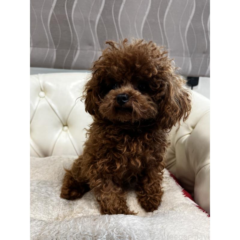 販売中の香川県のティーカッププードル-446209の7枚目