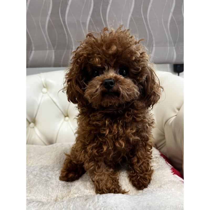 販売中の香川県のティーカッププードル-446209の6枚目