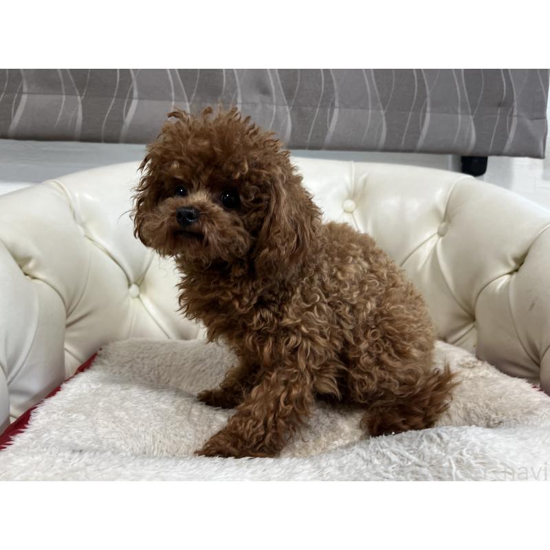 販売中の香川県のティーカッププードル-446209の5枚目