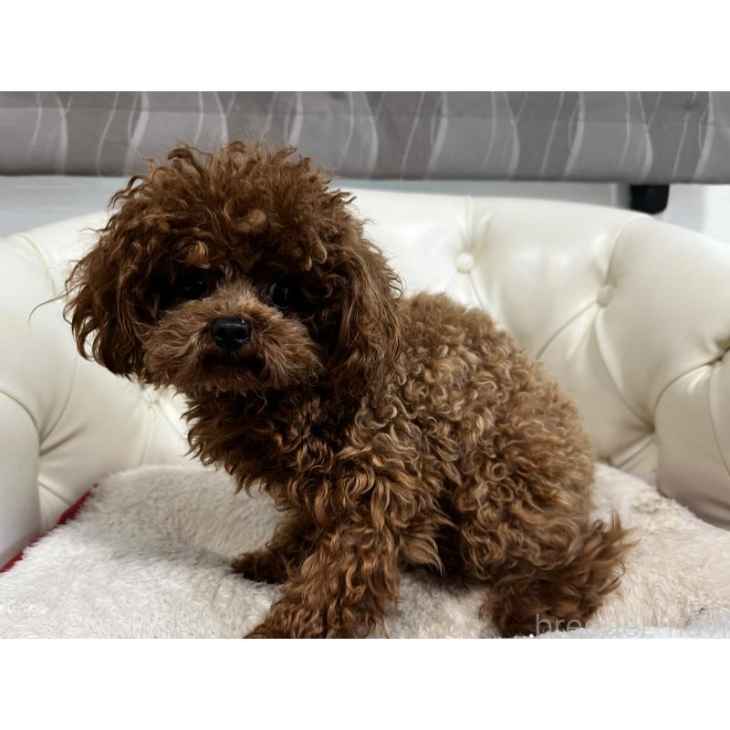 販売中の香川県のティーカッププードル-446209の4枚目