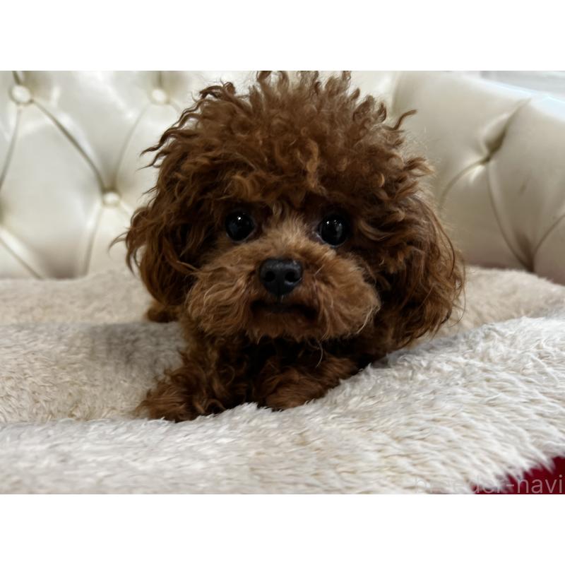 販売中の香川県のティーカッププードル-446209の3枚目