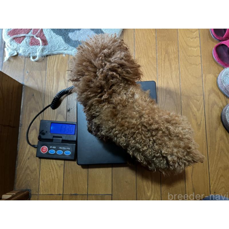 販売中の香川県のティーカッププードル-446209の2枚目