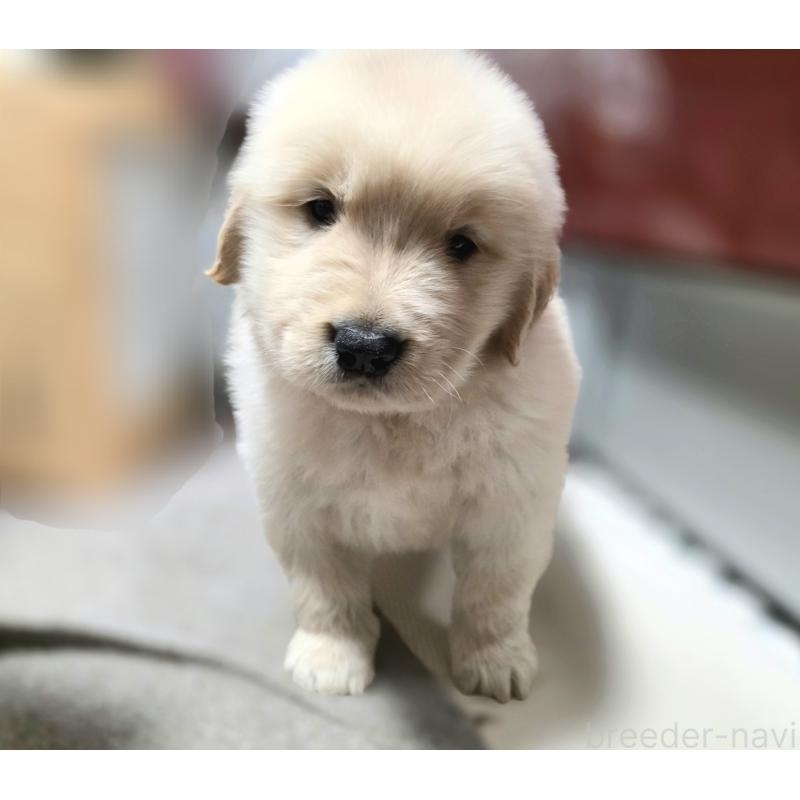 販売中の静岡県のゴールデンレトリーバー-443634