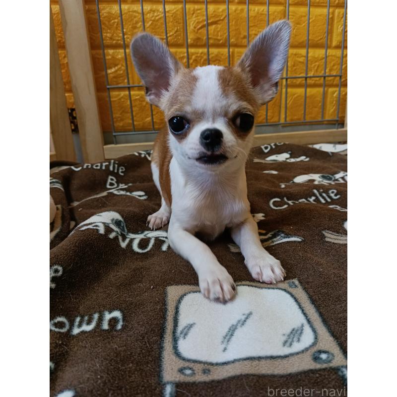 販売中の千葉県のチワワ(スムースコート)-420968の6枚目