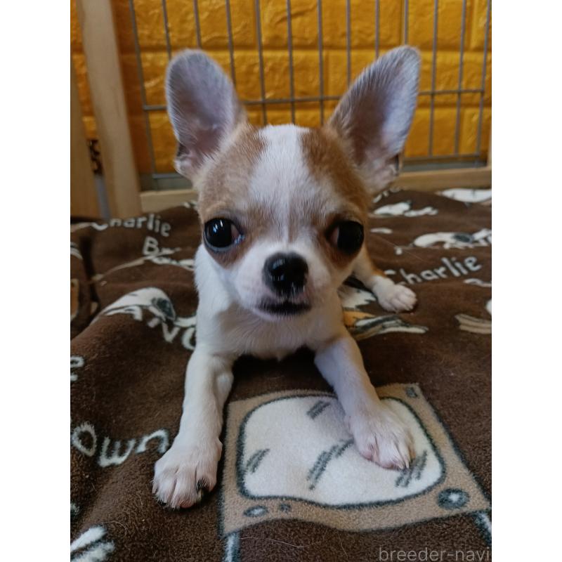 販売中の千葉県のチワワ(スムースコート)-420968の4枚目