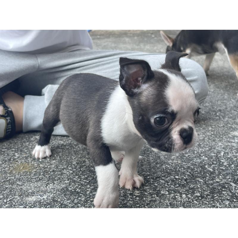 販売中の沖縄県のボストンテリア-446212の3枚目