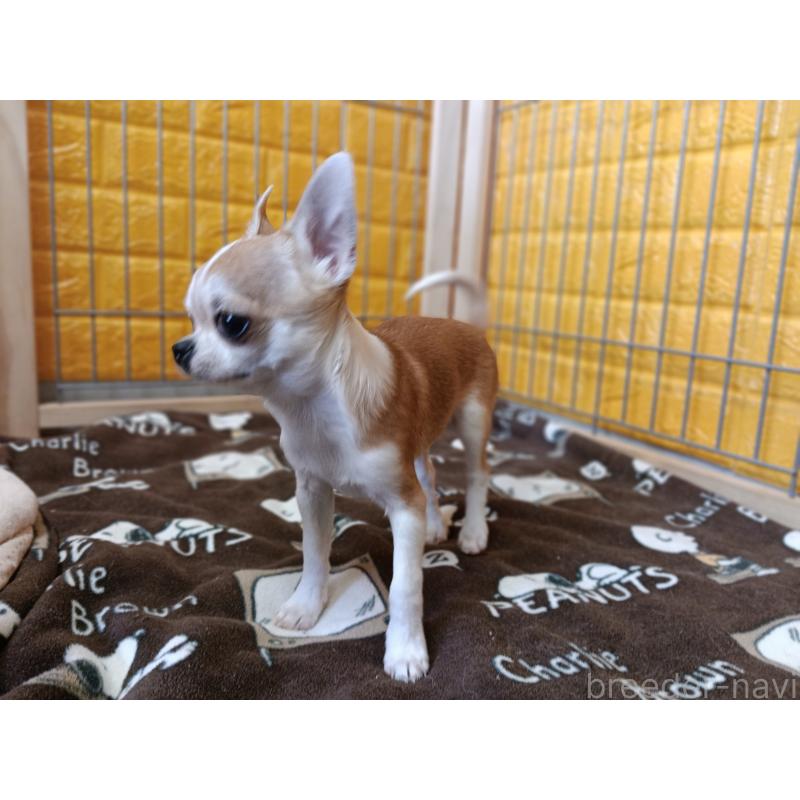販売中の千葉県のチワワ(スムースコート)-420968の3枚目