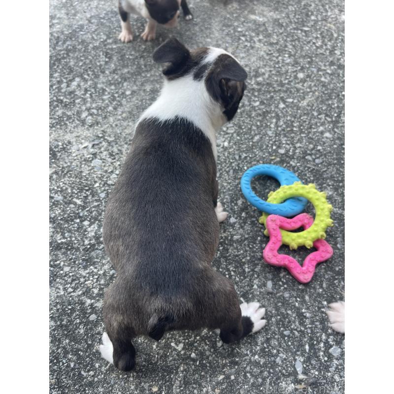 販売中の沖縄県のボストンテリア-446212の2枚目