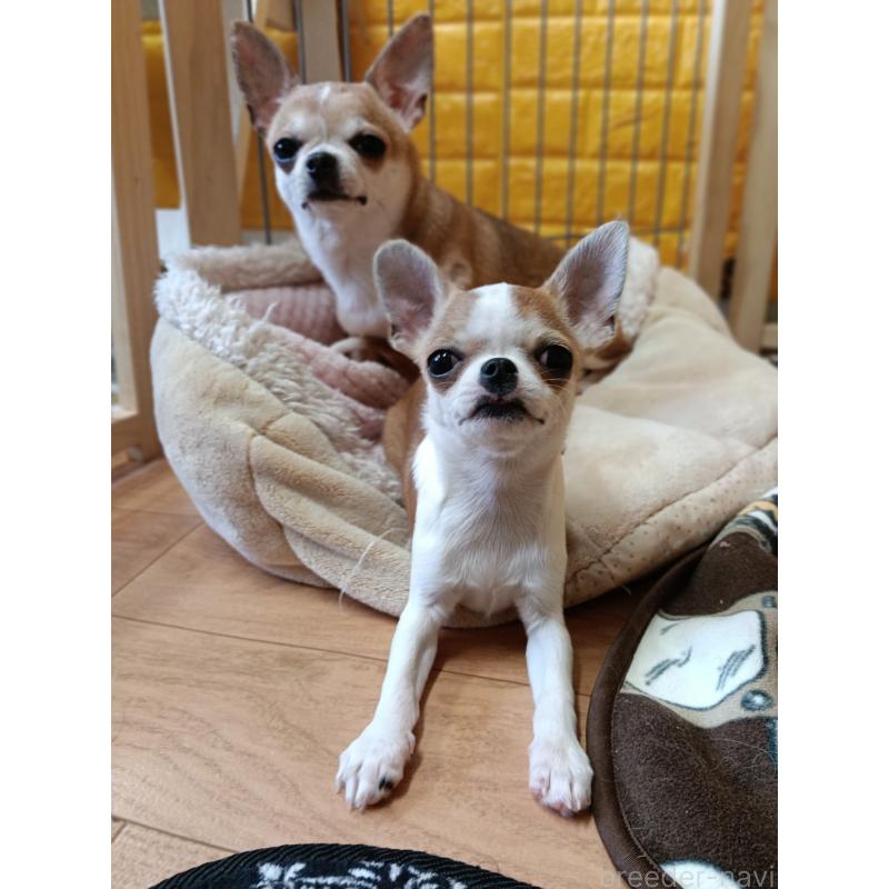 販売中の千葉県のチワワ(スムースコート)-420968の2枚目