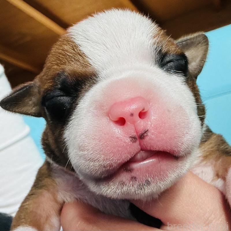 販売中の神奈川県のアメリカンピットブルテリア-445371