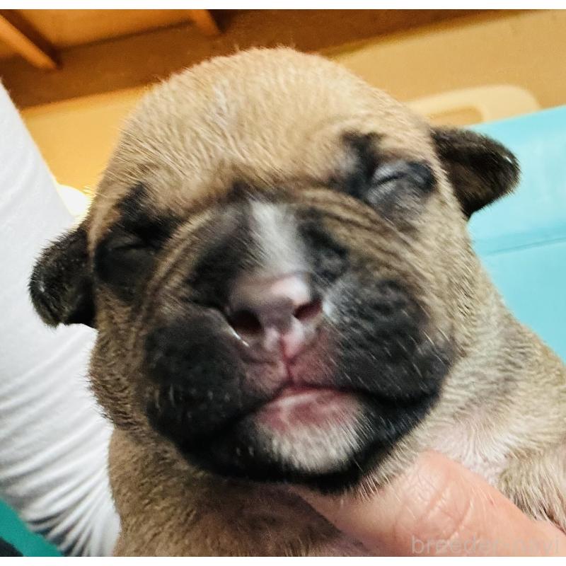 販売中の神奈川県のアメリカンピットブルテリア-445377