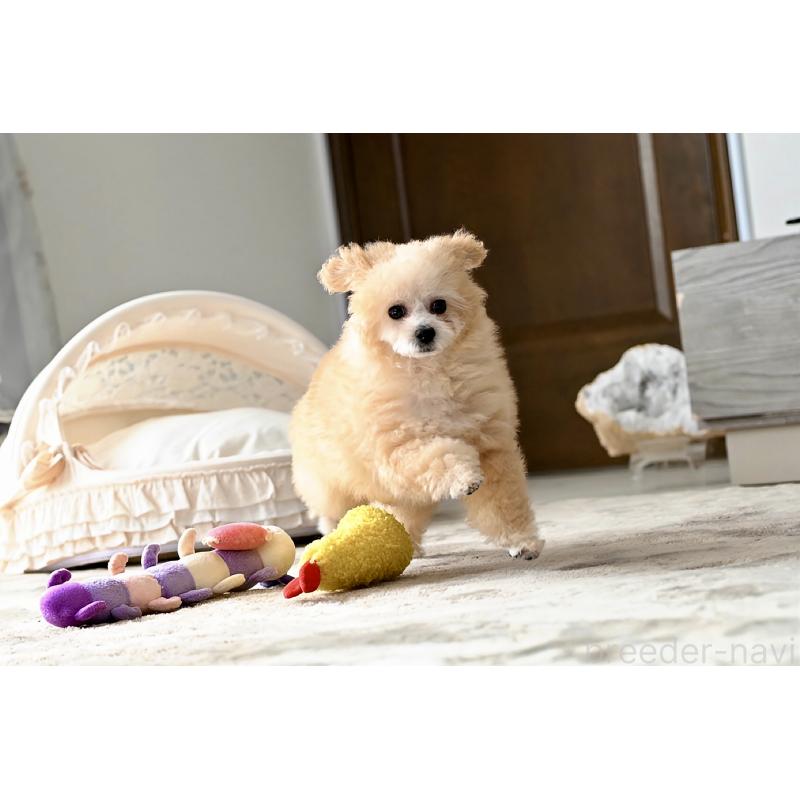 販売中の兵庫県のタイニープードル-446213の5枚目