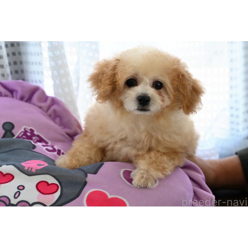 販売中の兵庫県のタイニープードル-446213の4枚目