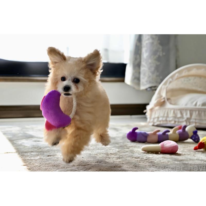 販売中の兵庫県のタイニープードル-446213の3枚目