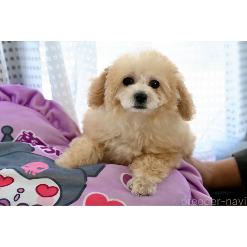 販売中の兵庫県のタイニープードル-446213の2枚目