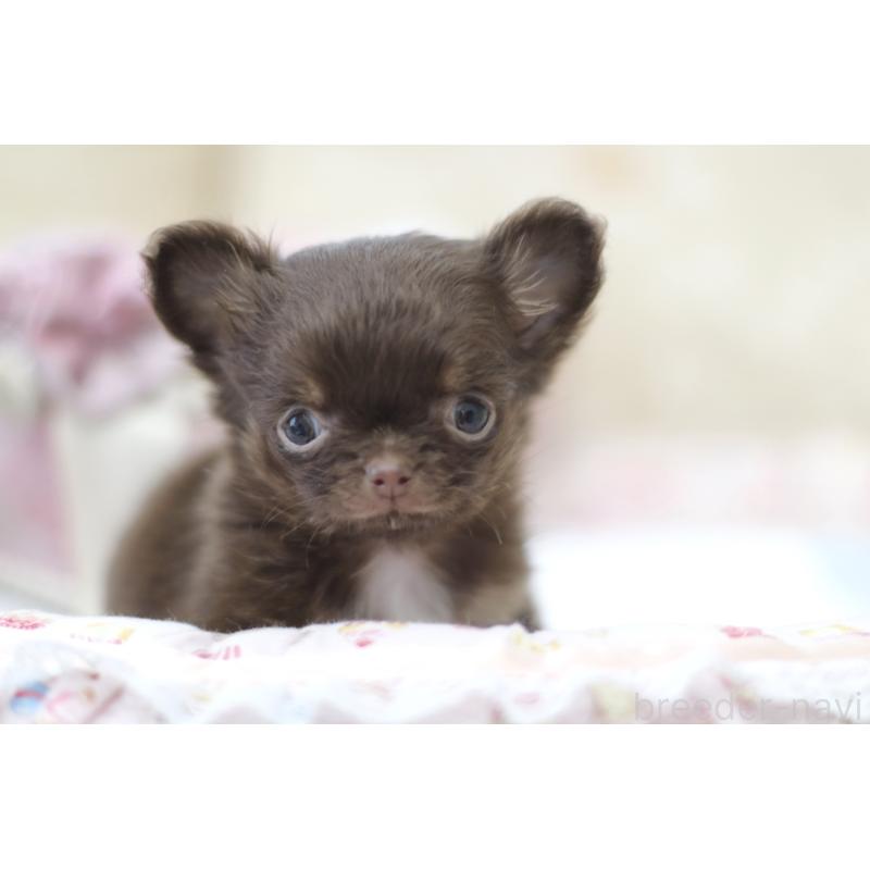 販売中の兵庫県のチワワ(ロングコート)-446220の8枚目