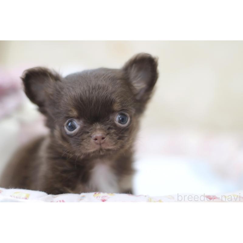 販売中の兵庫県のチワワ(ロングコート)-446220の7枚目