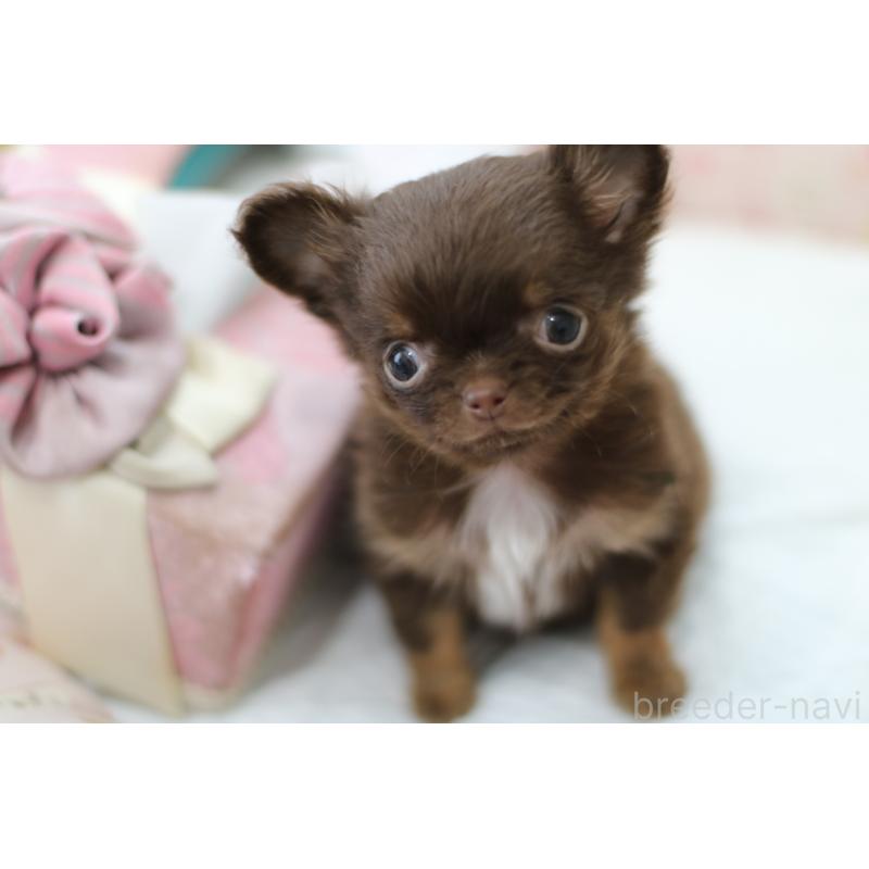 販売中の兵庫県のチワワ(ロングコート)-446220の6枚目