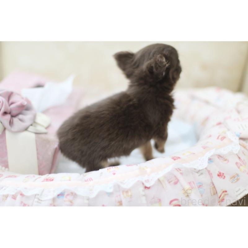 販売中の兵庫県のチワワ(ロングコート)-446220の5枚目