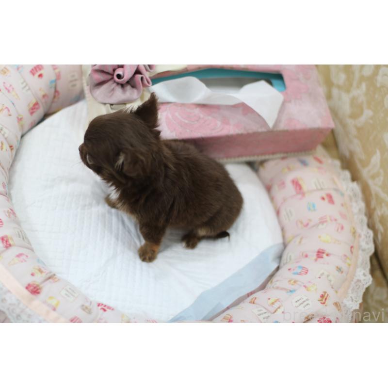 販売中の兵庫県のチワワ(ロングコート)-446220の4枚目