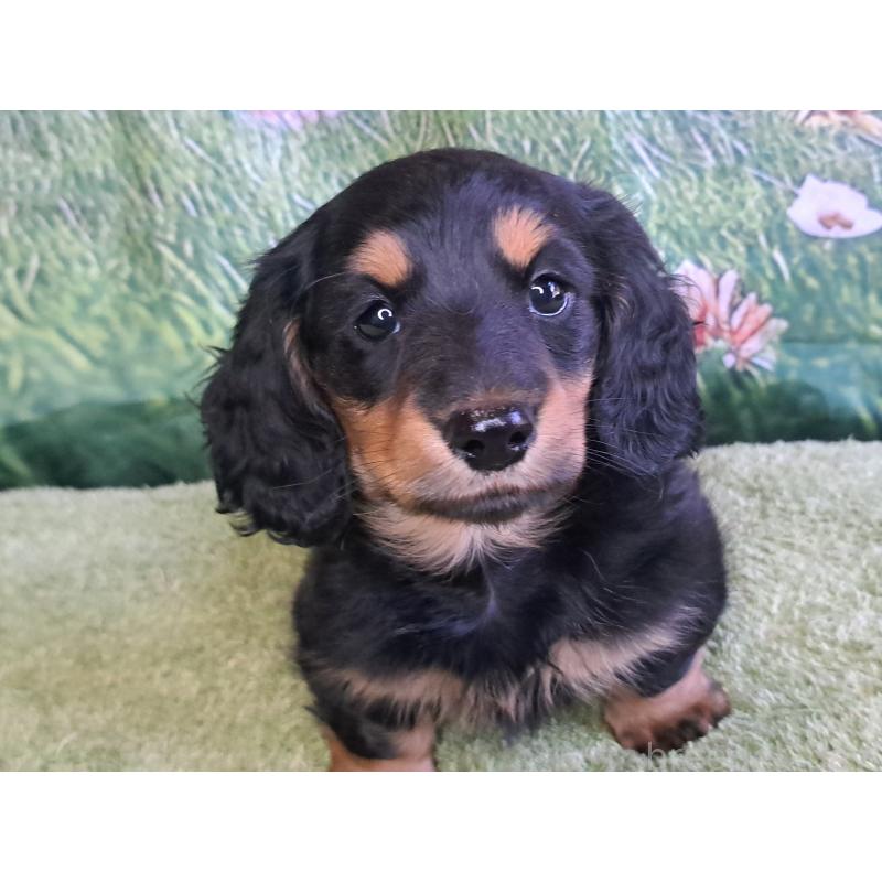 商談中の愛知県のミニチュアダックスフンド(ロングヘアード)-440447の17枚目