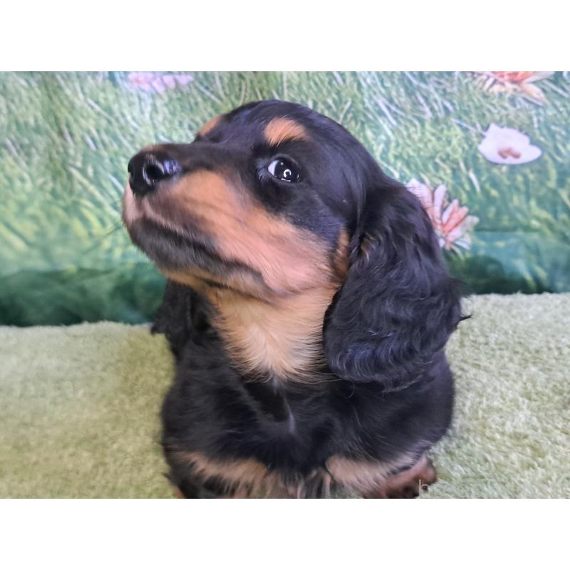 商談中の愛知県のミニチュアダックスフンド(ロングヘアード)-440447の16枚目