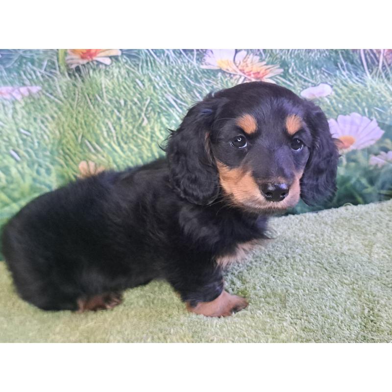 商談中の愛知県のミニチュアダックスフンド(ロングヘアード)-440447の15枚目