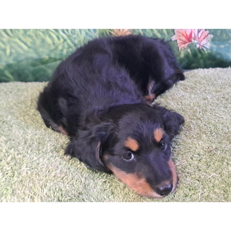 商談中の愛知県のミニチュアダックスフンド(ロングヘアード)-440447の14枚目