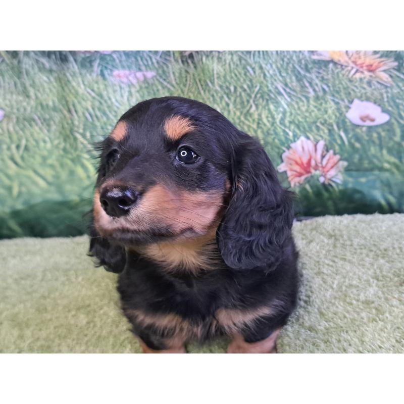 商談中の愛知県のミニチュアダックスフンド(ロングヘアード)-440447の13枚目