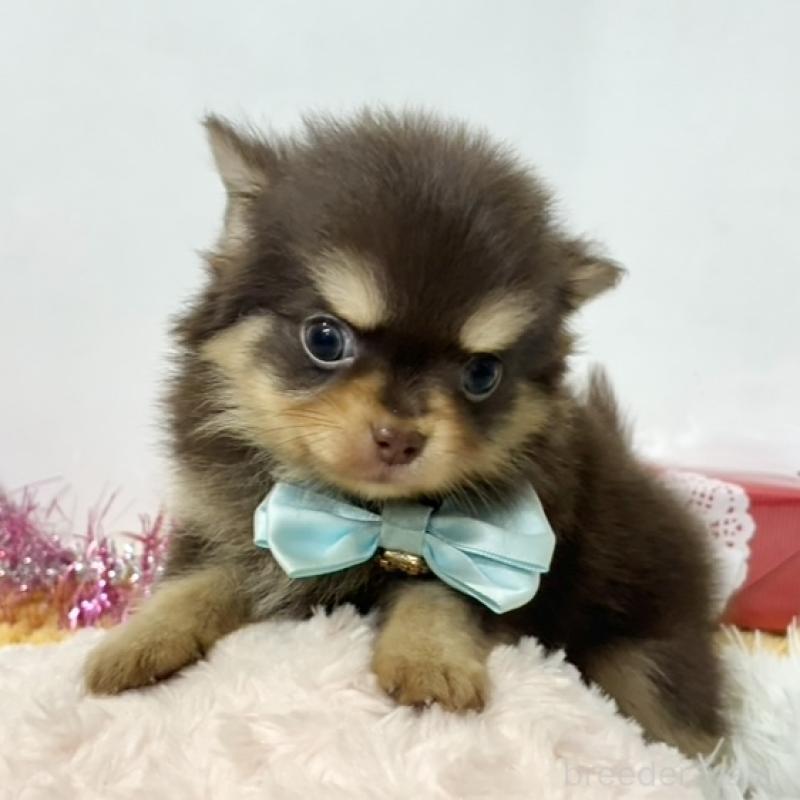 販売中の岐阜県のチワワ(ロングコート)-446215