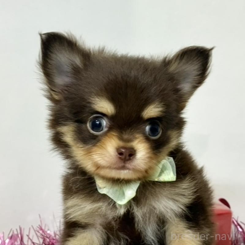 販売中の岐阜県のチワワ(ロングコート)-446219の1枚目