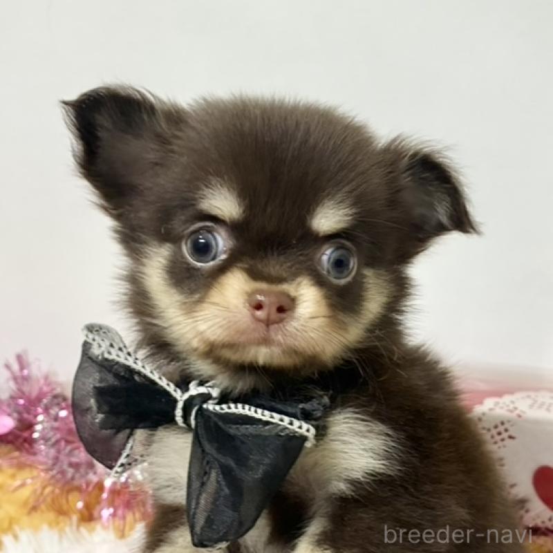 販売中の岐阜県のチワワ(ロングコート)-446229