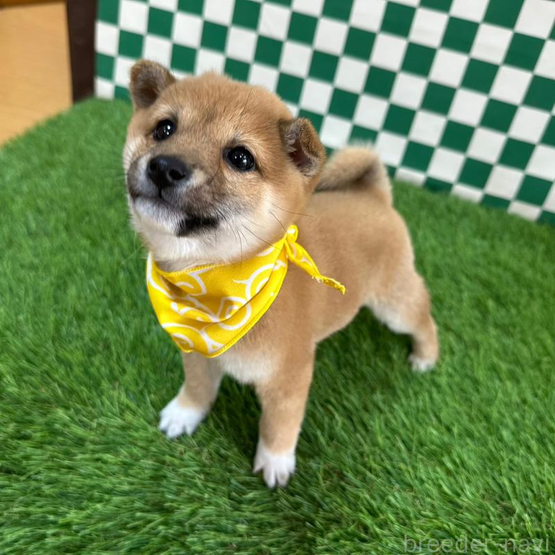 販売中の広島県の豆柴-440390の3枚目