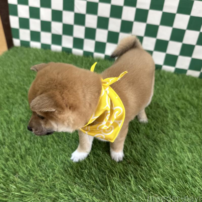 販売中の広島県の豆柴-440390の2枚目