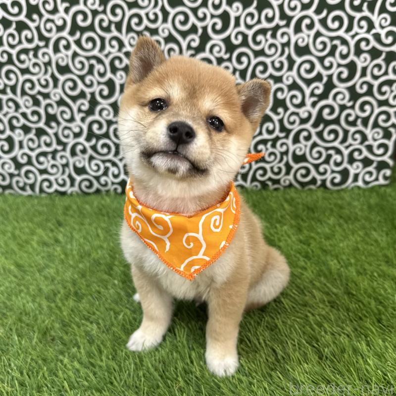 成約済の広島県の豆柴-440389の1枚目