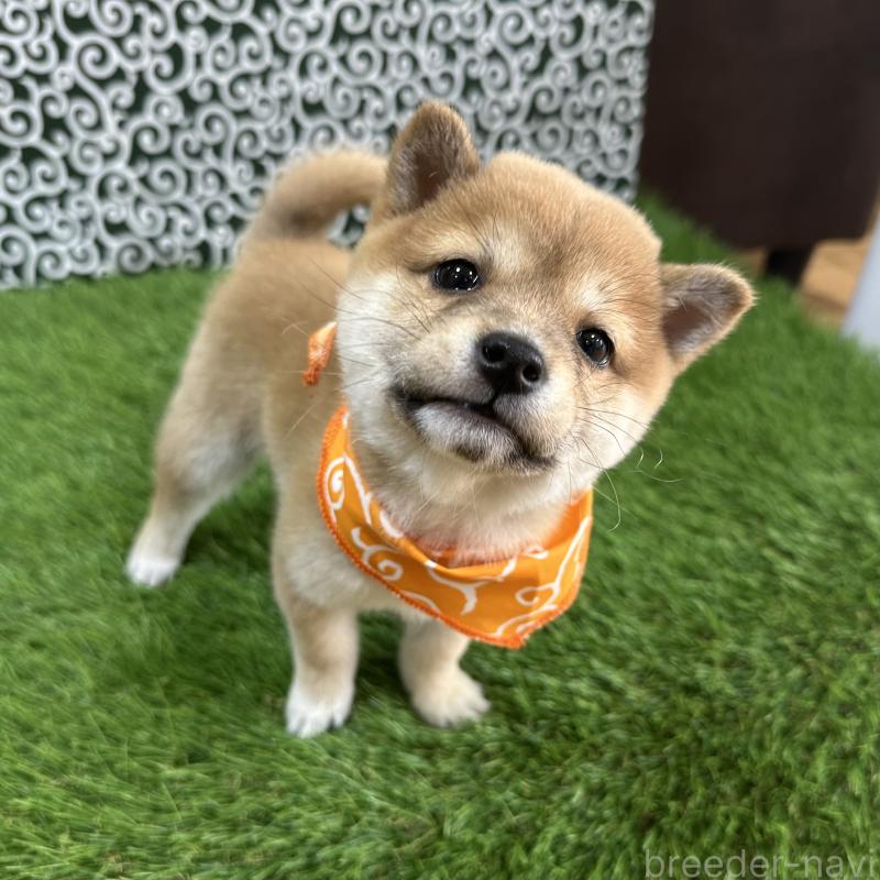 成約済の広島県の豆柴-440389の3枚目