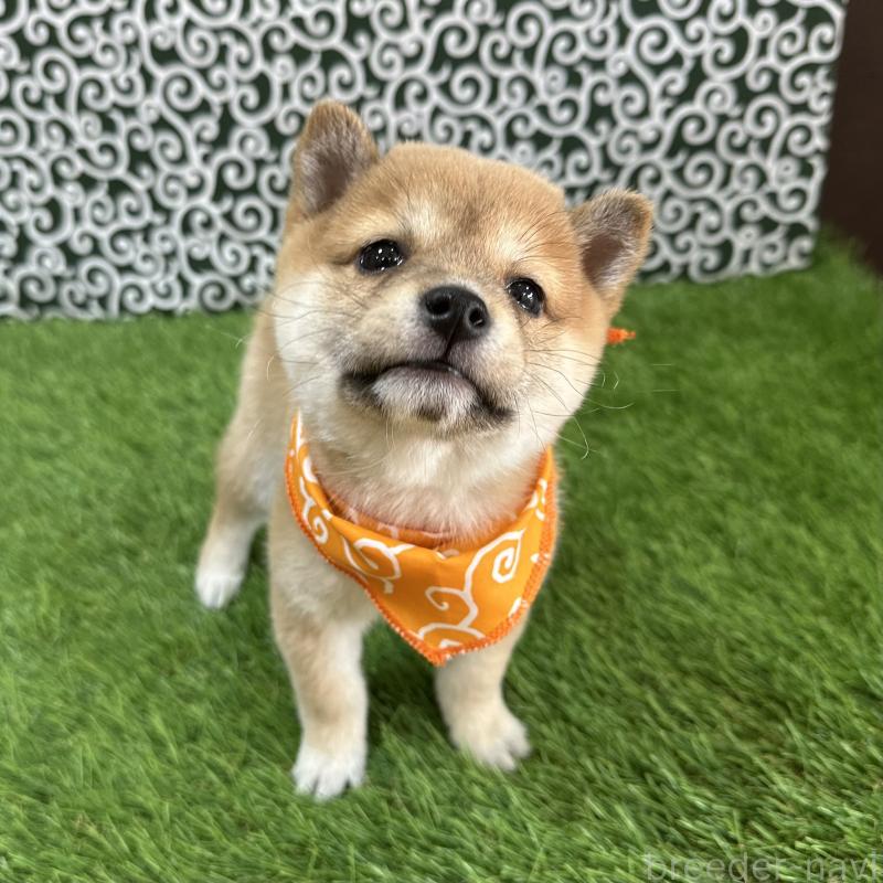 成約済の広島県の豆柴-440389の2枚目