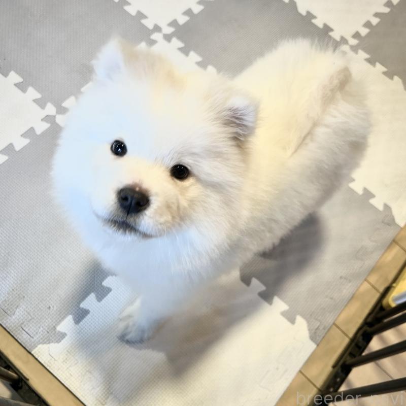 販売中の栃木県のサモエド-446221の8枚目