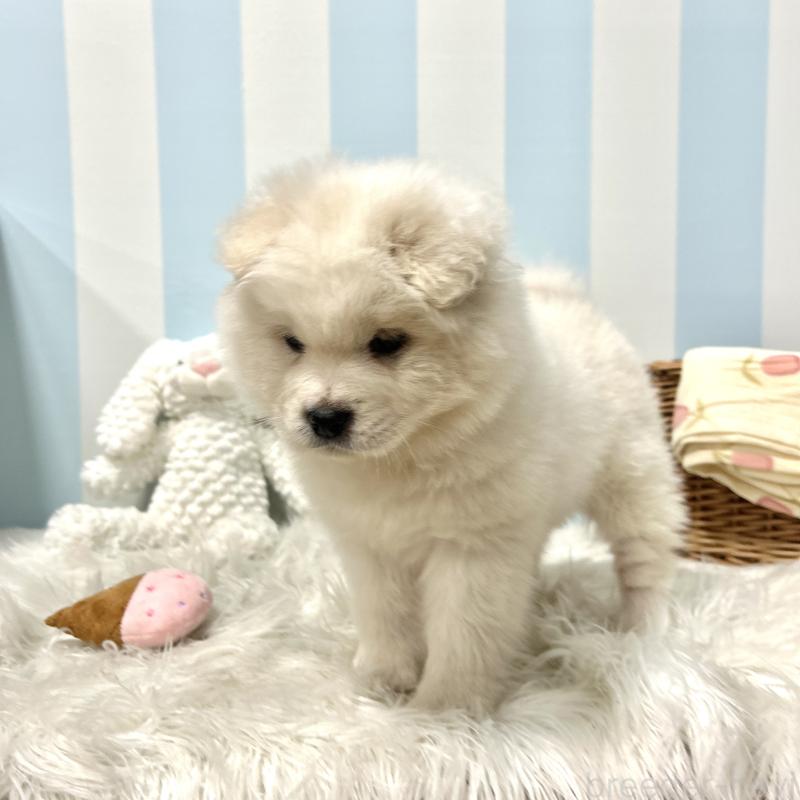 販売中の栃木県のサモエド-446221の7枚目