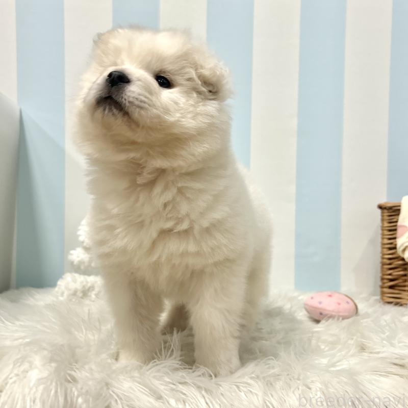 販売中の栃木県のサモエド-446221の5枚目