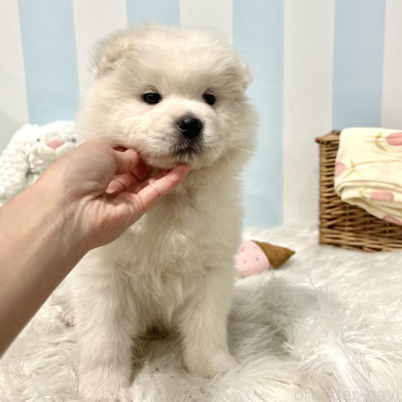 販売中の栃木県のサモエド-446221の2枚目
