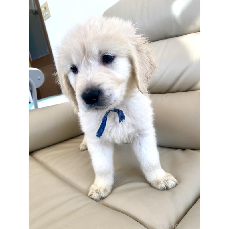 販売中の東京都のゴールデンレトリーバー-440367の32枚目