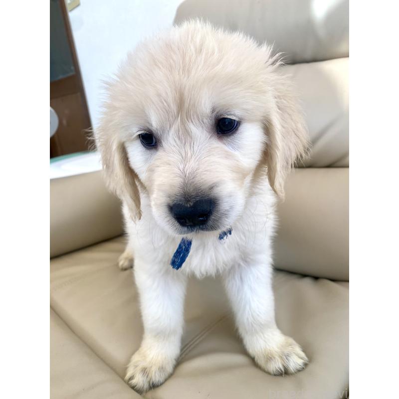 販売中の東京都のゴールデンレトリーバー-440367の31枚目