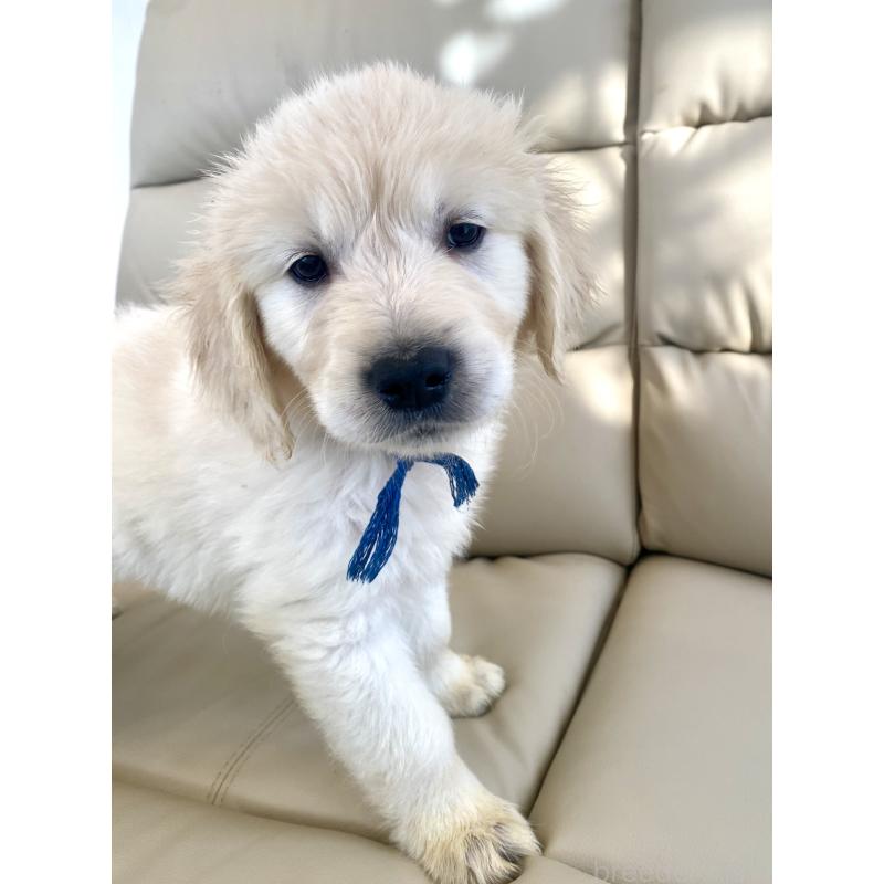 販売中の東京都のゴールデンレトリーバー-440367の30枚目