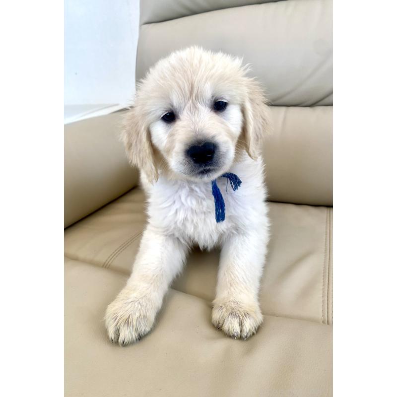 販売中の東京都のゴールデンレトリーバー-440367の28枚目