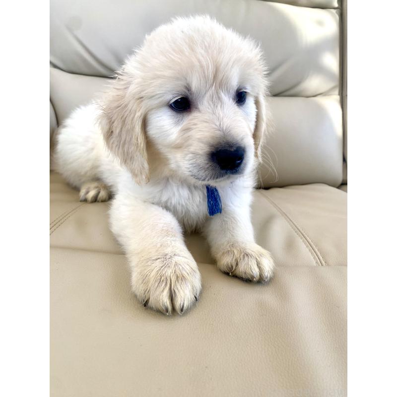 販売中の東京都のゴールデンレトリーバー-440367の27枚目