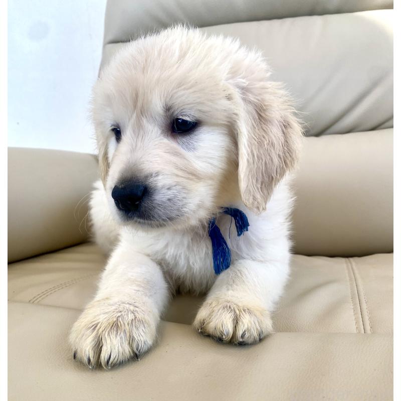 販売中の東京都のゴールデンレトリーバー-440367の25枚目