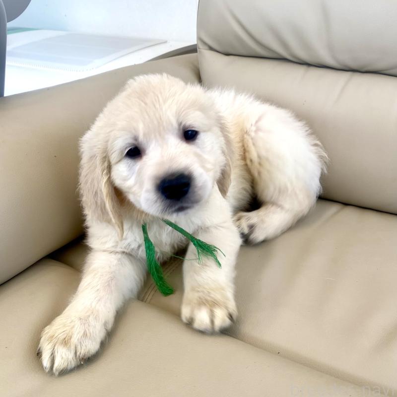 販売中の東京都のゴールデンレトリーバー-440376の36枚目