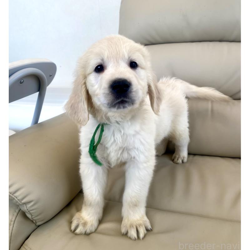 販売中の東京都のゴールデンレトリーバー-440376の35枚目